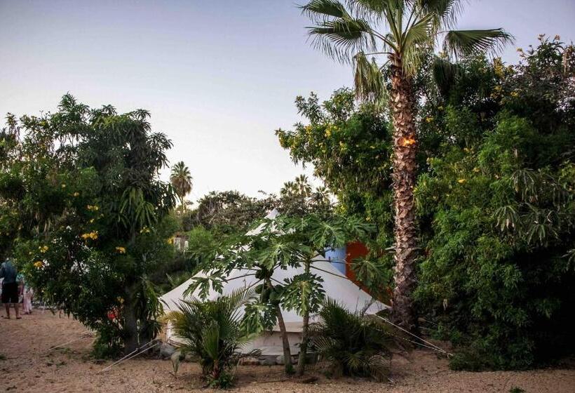 Todos Santos Hostel Super Fast And Stable Satellite Wifi