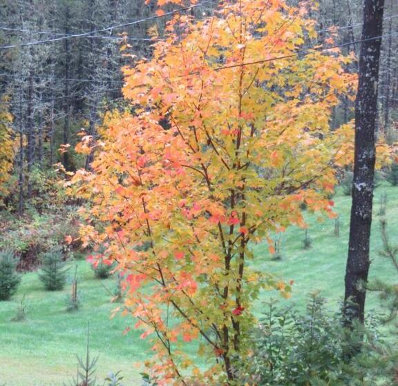 Bed and Breakfast La Maison Sous Les Arbres