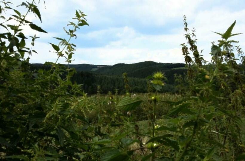 ベッドアンドブレックファースト Martine Hoeve