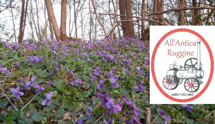 ホテル All Antica Ruggine