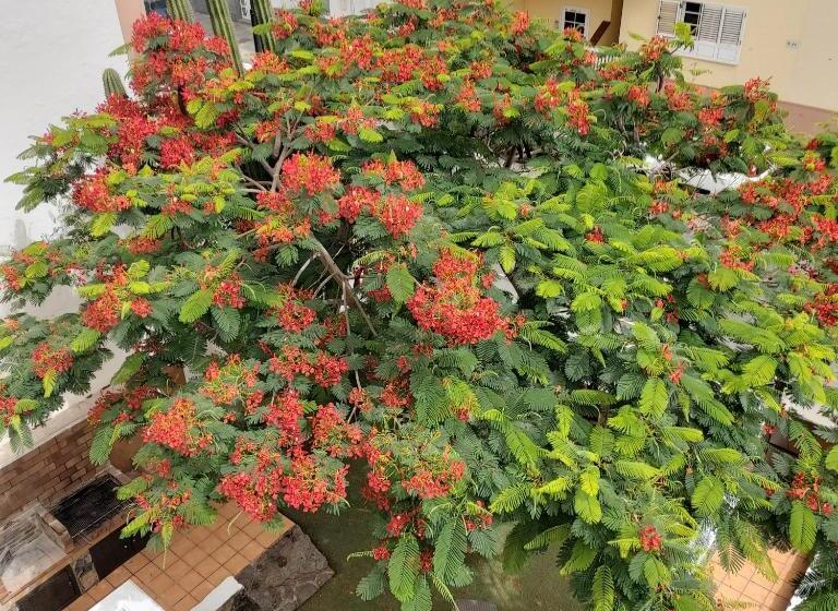 הוסטל Corralejo Garden&relax