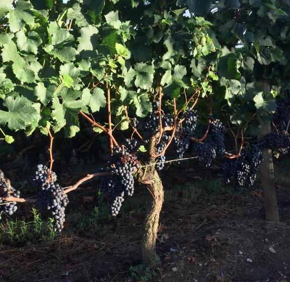 تختخواب و صبحانه Au Charmant Des Vignes