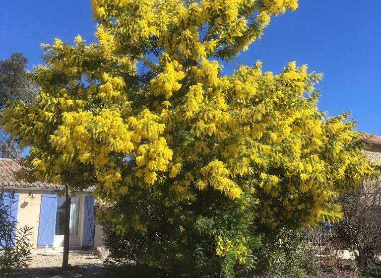 مبيت وإفطار Mas De Costebelle