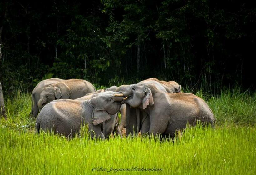 渡假胜地  B&b Forest Hill Khao Yai