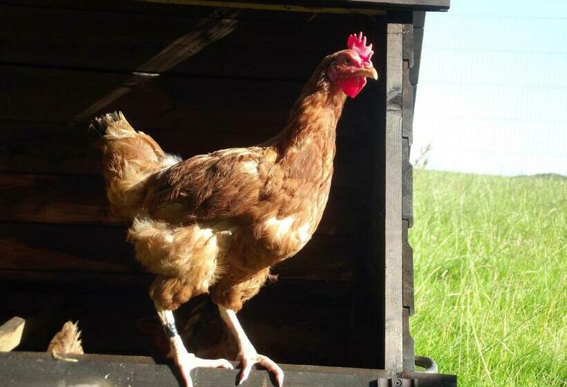 مبيت وإفطار Deepaller Farm