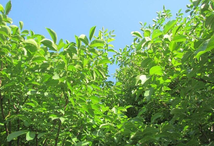 تختخواب و صبحانه Pod Orehi