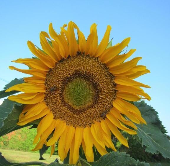 تختخواب و صبحانه Pod Orehi