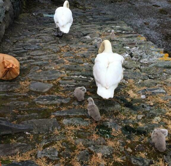 צימר Starfish Rooms