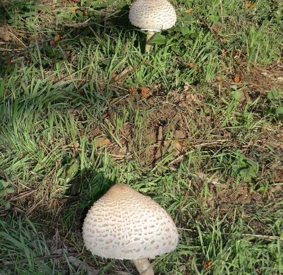 ベッドアンドブレックファースト Vianashome