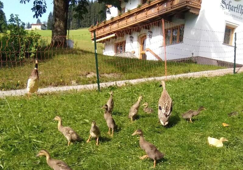 בית מלון כפרי Schartlhof