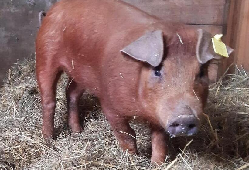 בית מלון כפרי Schartlhof