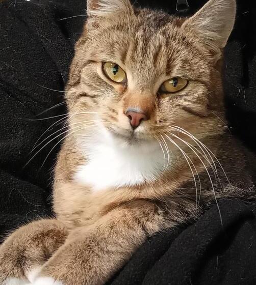 בית מלון כפרי Schartlhof