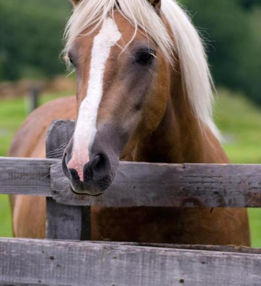 בית מלון כפרי Schartlhof