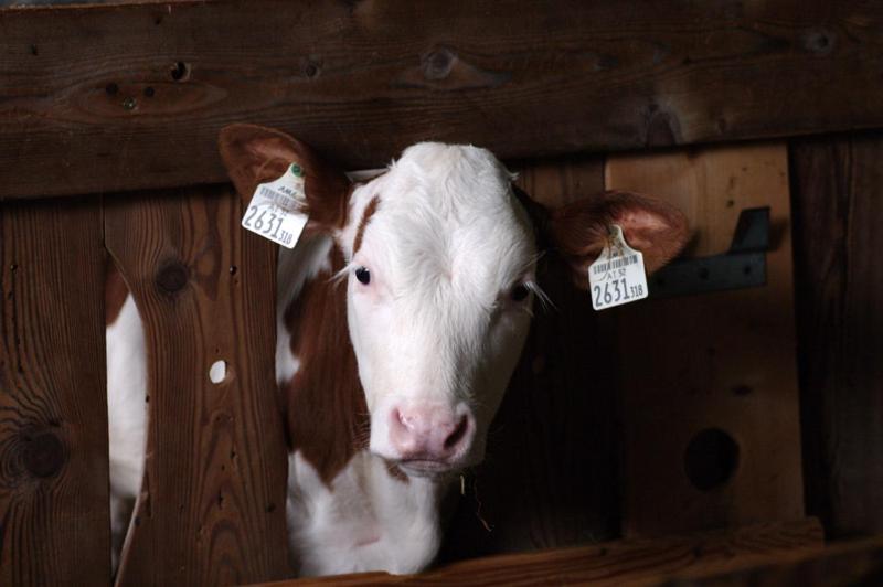 בית מלון כפרי Schartlhof