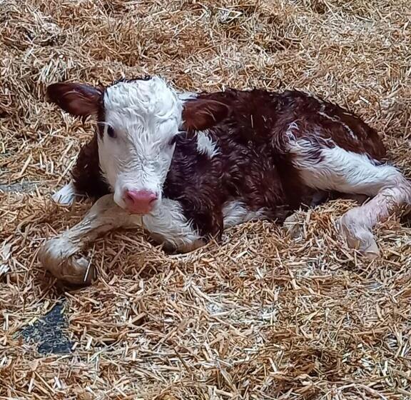 בית מלון כפרי Schartlhof