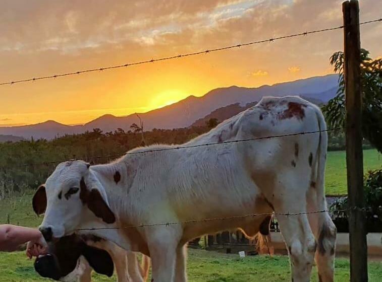 ペンション Aldeia De Camburi