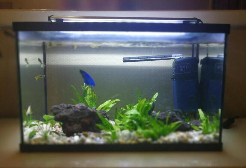 פנסיון Guest House Casa Tacoronte