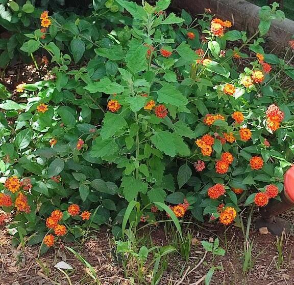 پانسیون Le Due Palme