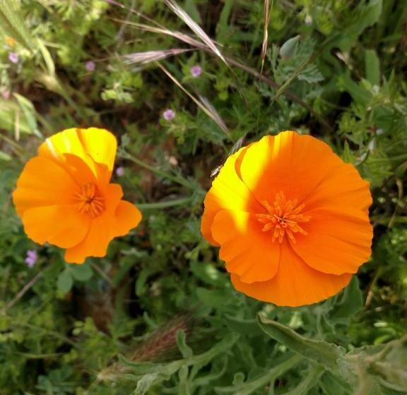 צימר Engvadonia Yosemite B And B