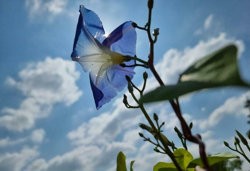 住宿加早餐  La Citadelle