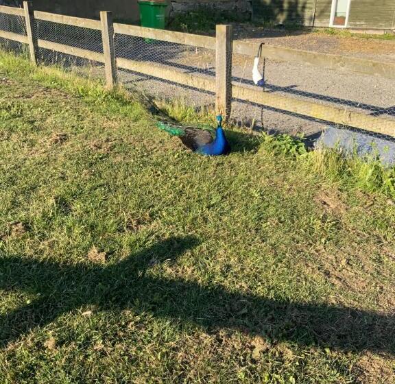 مبيت وإفطار The Shepherds Snug