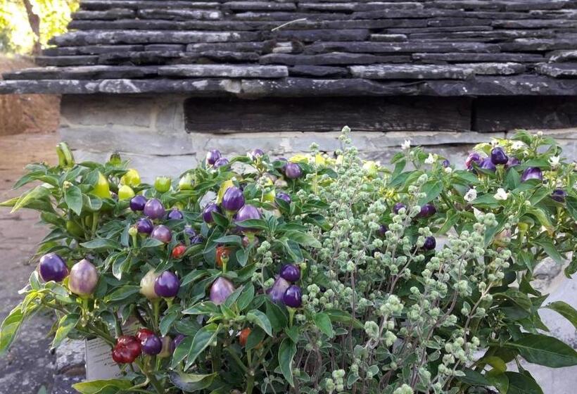 בית מלון כפרי Ca  D Alfieri