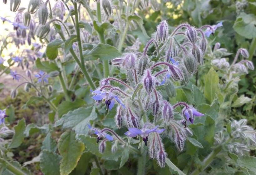 בית מלון כפרי Ca  D Alfieri