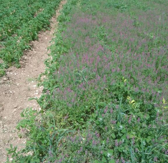 هتل Regina Di Cuori