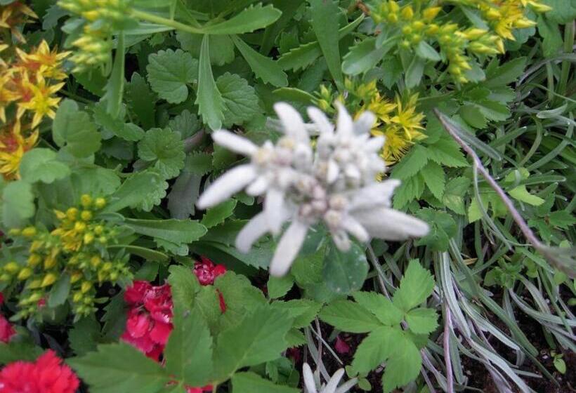 پانسیون Apartmaji In Sobe Cuder