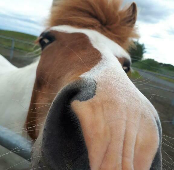 پانسیون Guest House Svetlana