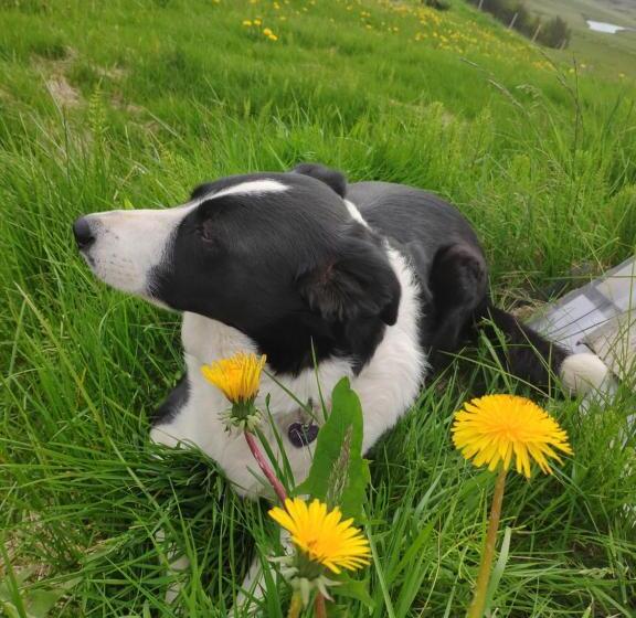 پانسیون Guest House Svetlana