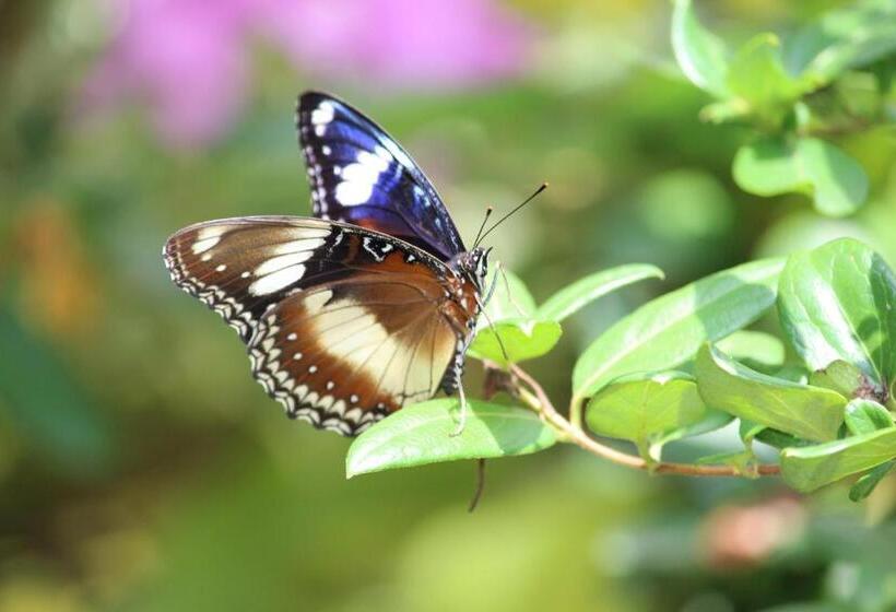 פנסיון Maha Neka Villa