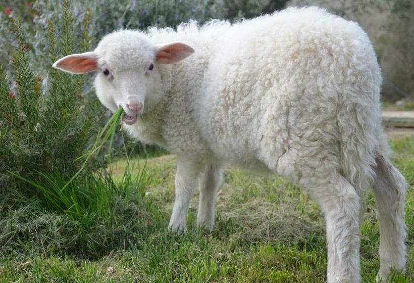 פנסיון Poggio Delle Capre