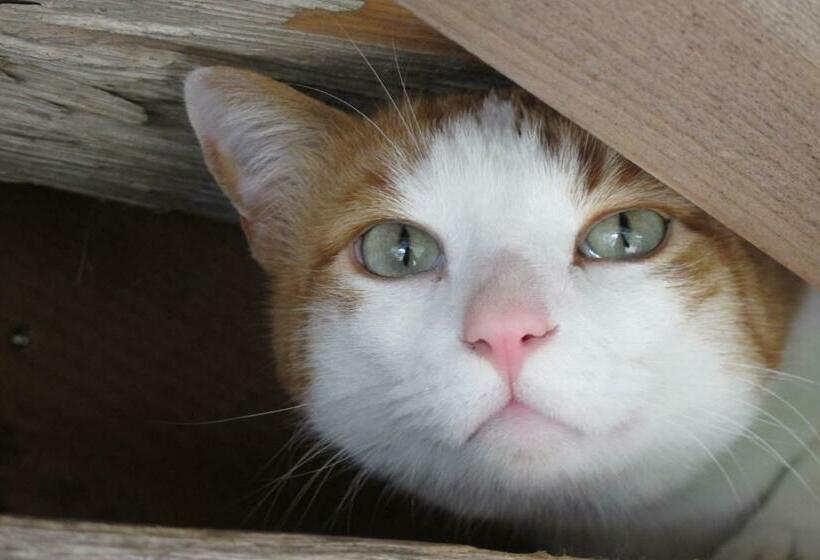 ベッドアンドブレックファースト Evergrin