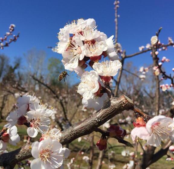 צימר Mas D Auzières