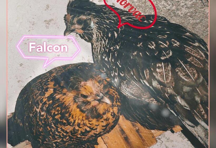 مبيت وإفطار Skymist Maison D Hôtes