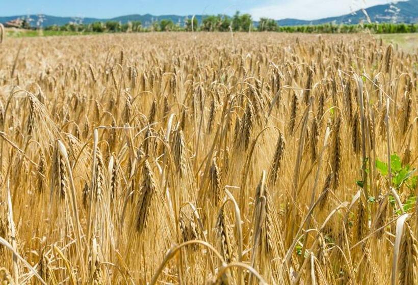 호텔 Agriturismo Case Nuove