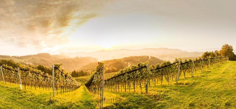 ホテル Weingut Wohlfühlzimmer Adam Lieleg