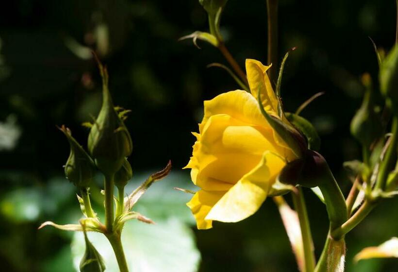 هتل Weingut Wohlfühlzimmer Adam Lieleg