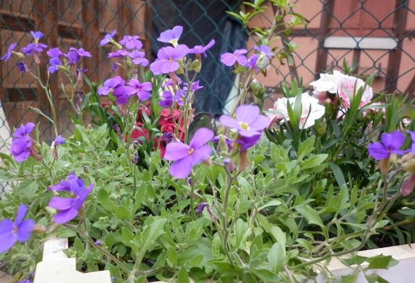 بنسيون Gites Petermann