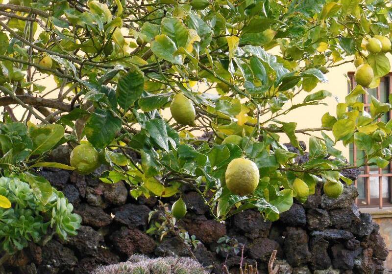 Casa Rural Aborigen Bimbache