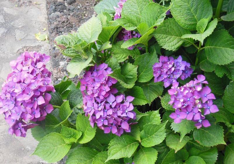 Casa Rural Aborigen Bimbache