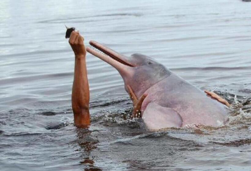 בית מלון כפרי Uiara Amazon Resort