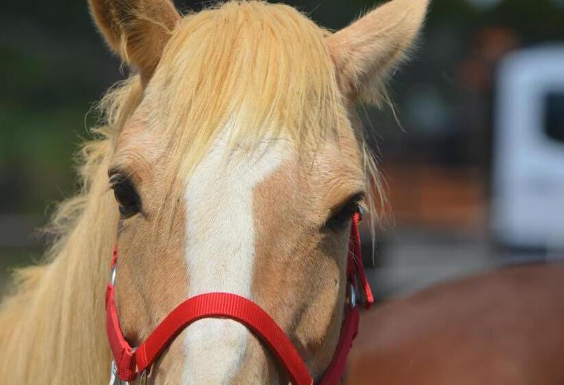 ベッドアンドブレックファースト Quinta Luz Do Sol