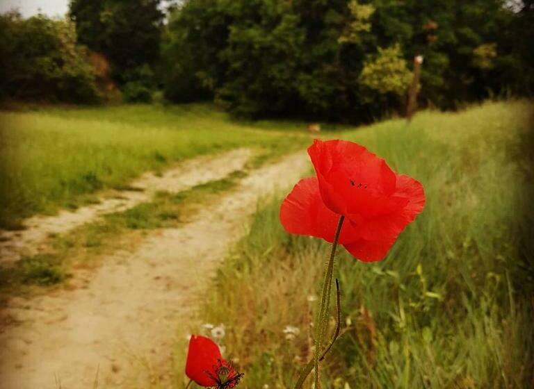 مبيت وإفطار Villa Niccoli