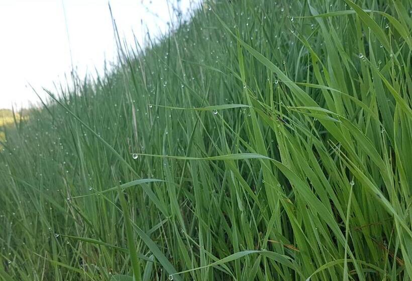 مبيت وإفطار Villa Niccoli