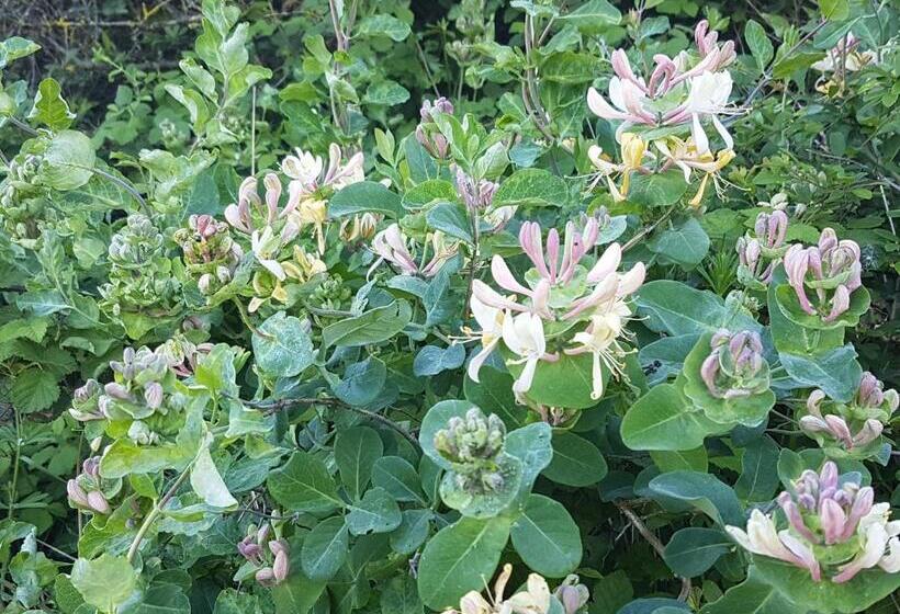 مبيت وإفطار Villa Niccoli