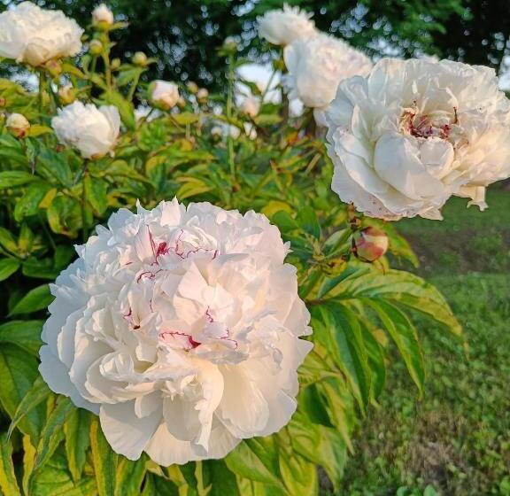 فندق Agriturismo Villa Greggio