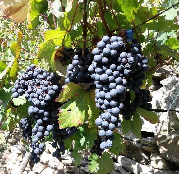 酒店 Albergo Santo Spirito