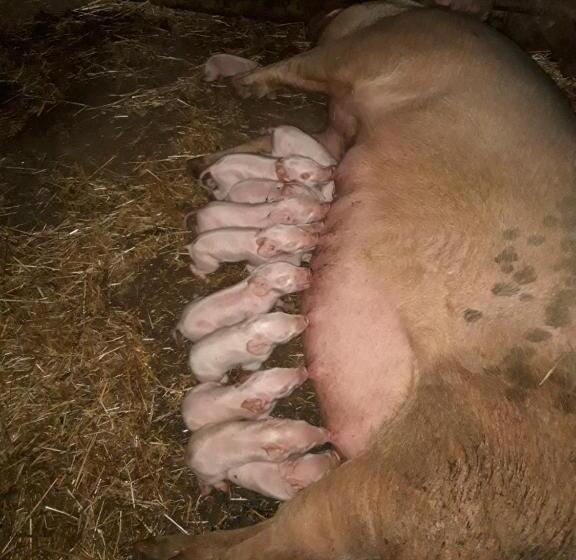 酒店 Fumu Ludurru Farm Stay